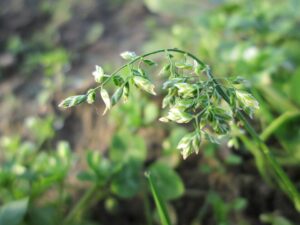 Poa pumila