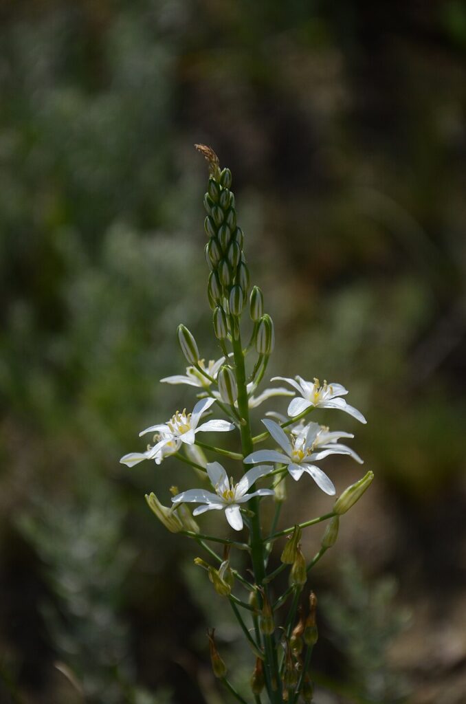 Ornithogalum ponticum