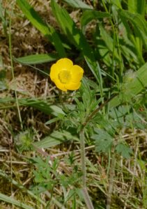 Ranunculus bulbosus