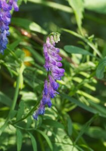 Vicia lilacina