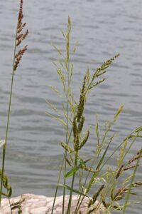 Echinochloa oryzoides