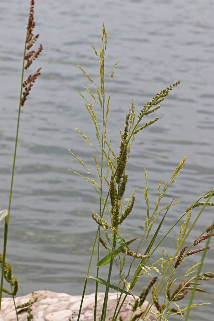 Echinochloa oryzoides