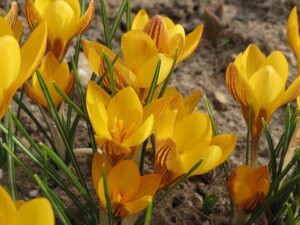 Crocus chrysanthus