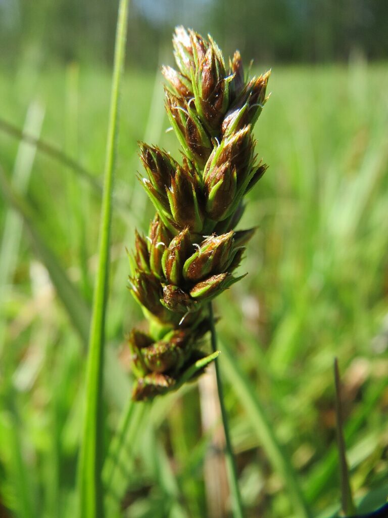 Carex cuprina