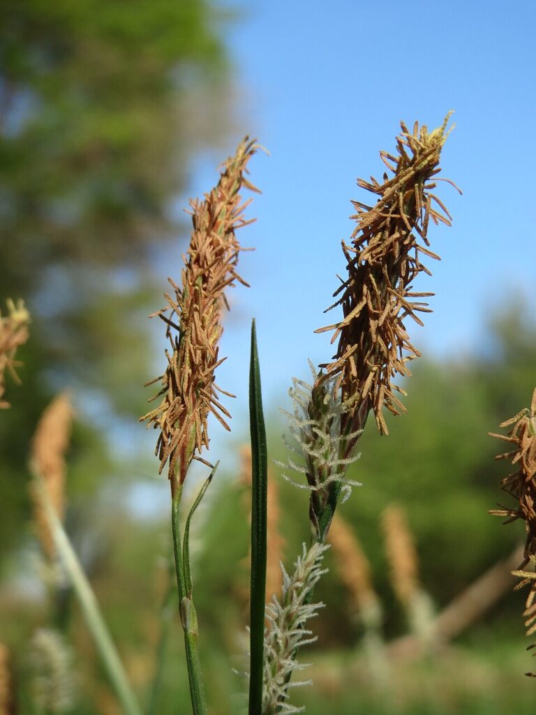 Carex muricata subsp. muricata
