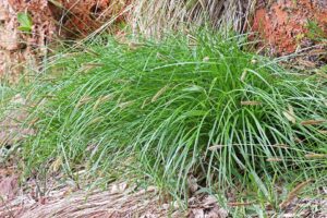 Carex scirpoidea var. scirpoidea