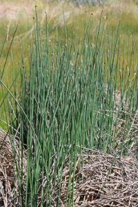 Schoenoplectus pungens var. pungens