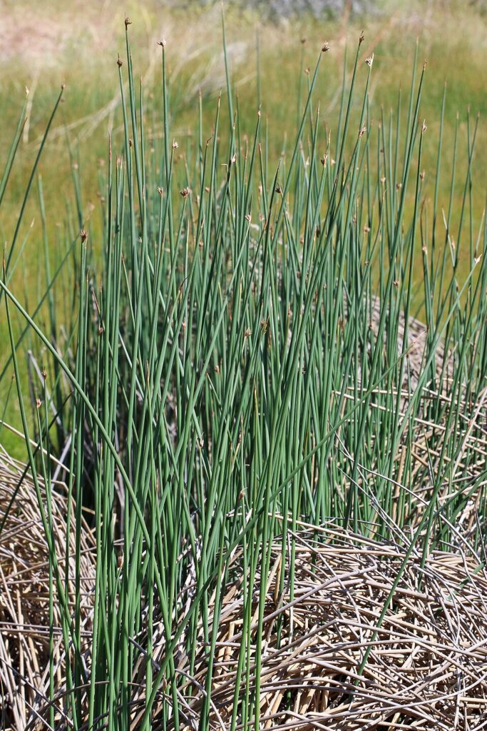 Schoenoplectus pungens var. pungens