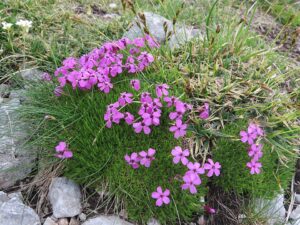 Silene acaulis