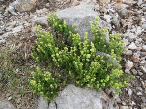 Galium × pomeranicum