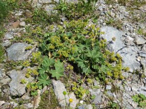 Alchemilla monticola