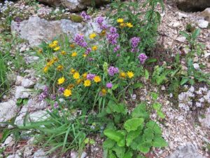 Origanum vulgare