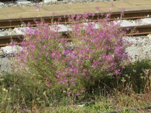 Epilobium dodonaei