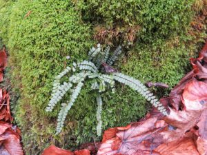 Asplenium trichomanes