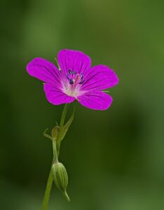 Geranium palustre