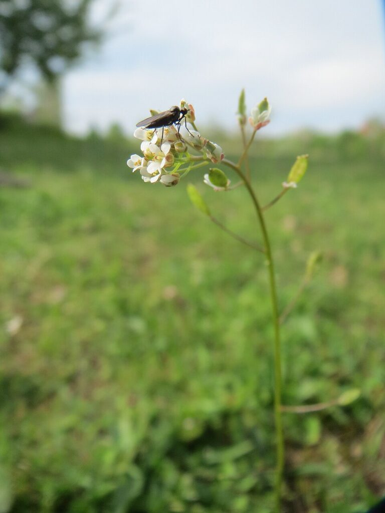 Drabella muralis