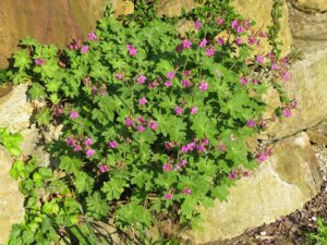 Geranium macrorrhizum
