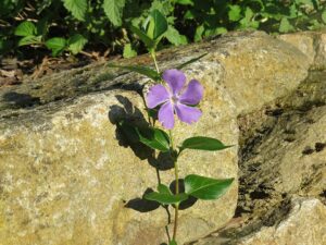 Vinca major