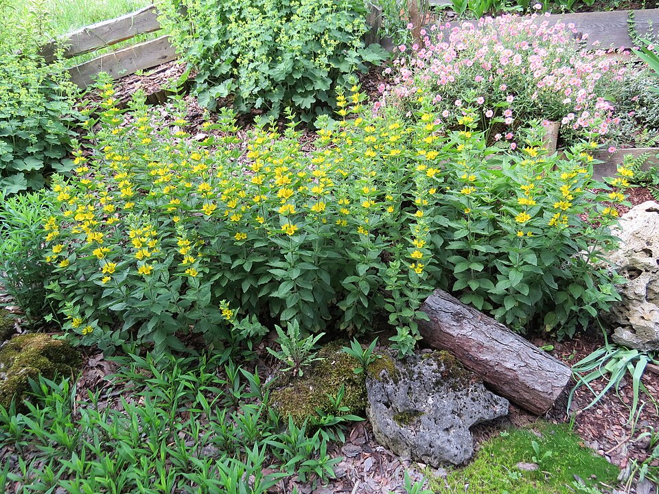 Lysimachia punctata