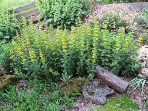 Lysimachia punctata