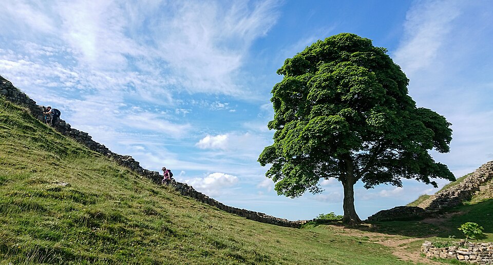 Acer pseudoplatanus