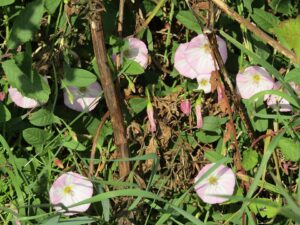 Convolvulus argyrothamnos