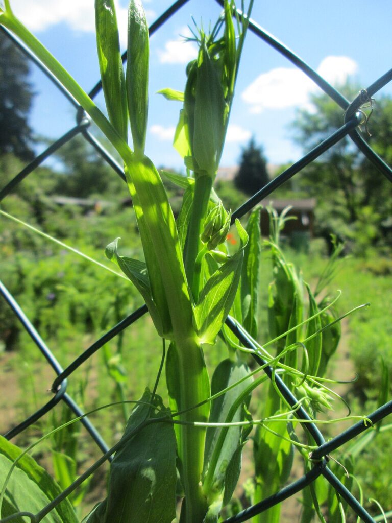 Lathyrus latifolius subsp. latifolius