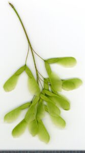 Acer negundo