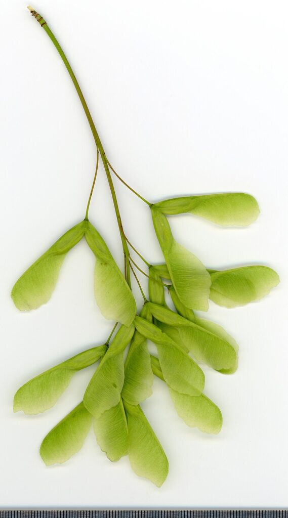 Acer negundo