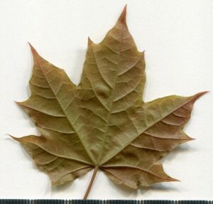 Acer platanoides