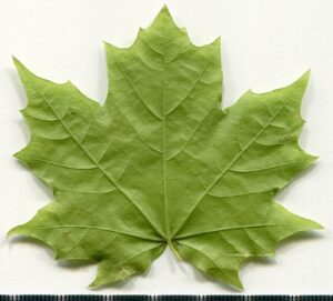 Acer platanoides subsp. platanoides