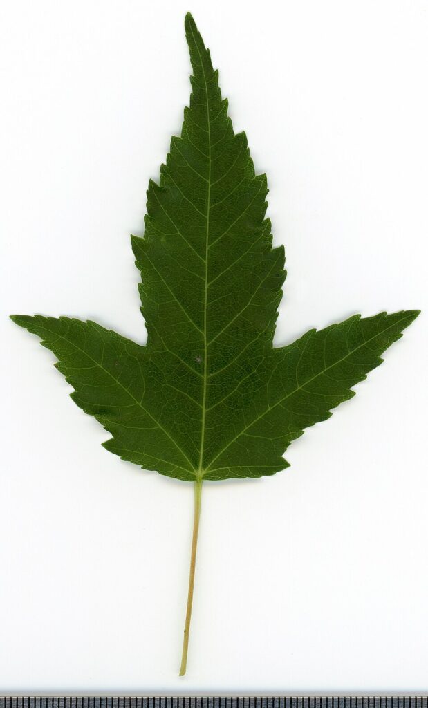 Acer tataricum