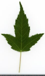 Acer tataricum
