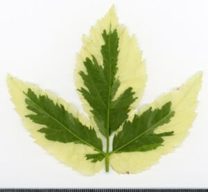 Aegopodium podagraria