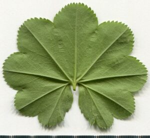 Alchemilla borealis