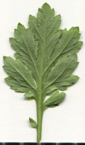 Artemisia vulgaris
