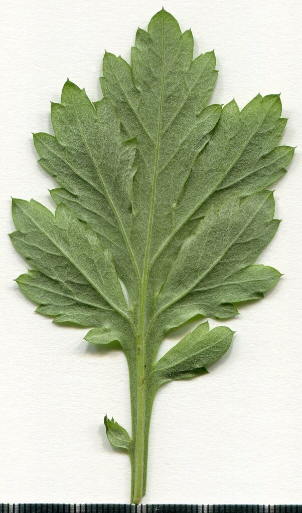 Artemisia vulgaris