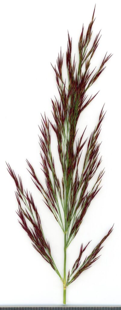 Calamagrostis deschampsioides