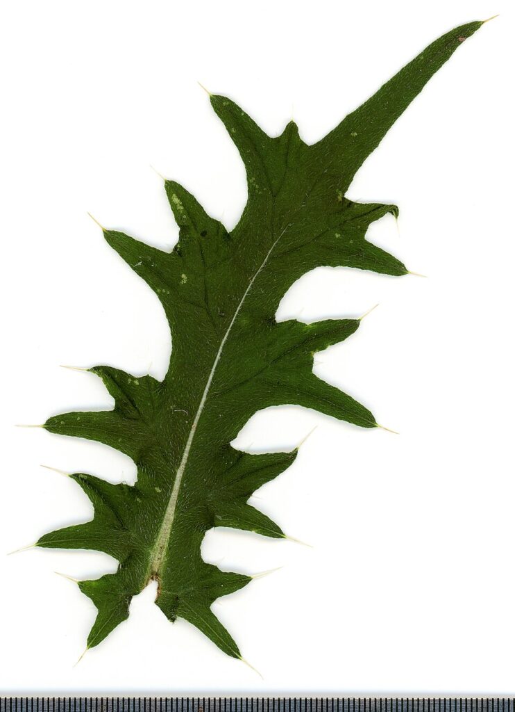 Carduus crispus subsp. crispus