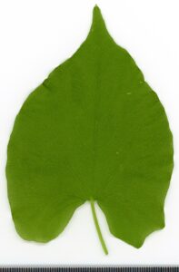Convolvulus arvensis
