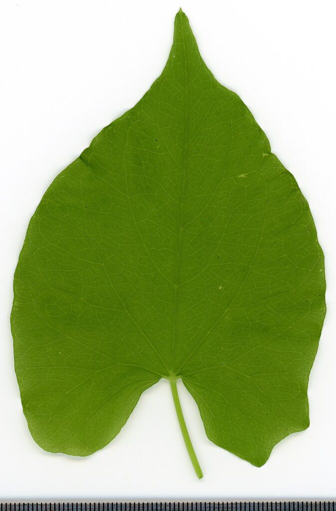 Convolvulus arvensis