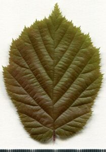 Corylus avellana