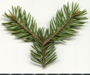 Picea abies