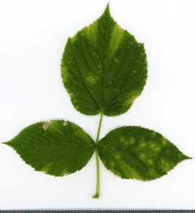 Rubus idaeus
