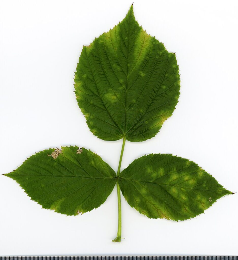 Rubus idaeus
