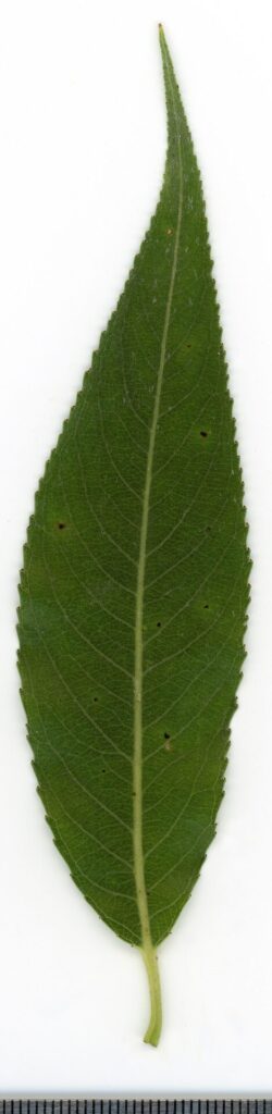 Salix alba