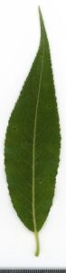 Salix alba