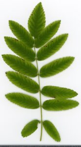 Sorbus aucuparia