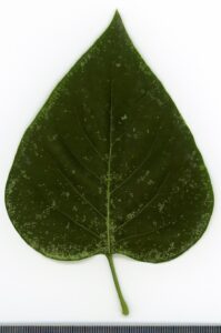 Syringa vulgaris