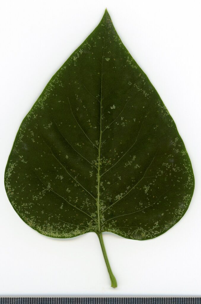 Syringa vulgaris